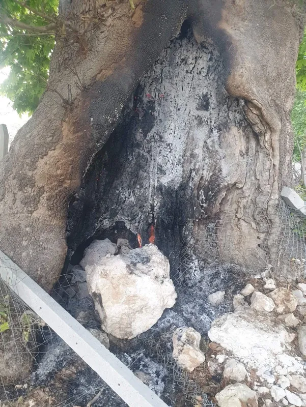 Asırların deviremediği çınarı ateşe verdiler-3