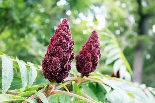 Son dakika: Girişim dünyası parayı oraya yatırdı! O bitkilerden adeta servet kazanıyorlar: İşte son yılların önemli üretim alanları-7