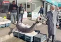 Hatay 138 kiloluk dev kiloluk kılıç balığı!