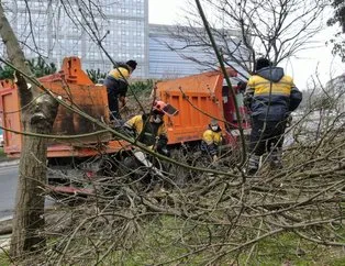 İstanbul için yeni tehlike! 2 ayda 180 ağaç kesildi