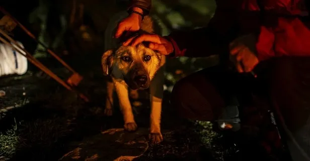 Ankara’daki köpek katliamında yeni gelişme