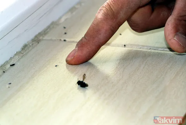 Mahalleyi bit pire sivrisinek bastı! Vatandaşlar geceleri uyuyamıyor - 10