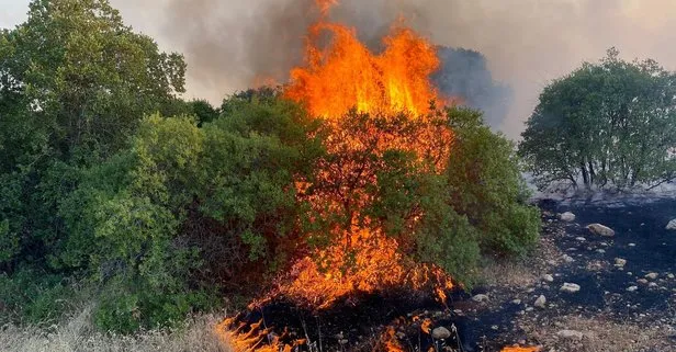 Gaziantep’in Nizip ilçesi alevlere teslim oldu! Çok sayıda ağaç zarar gördü: 1 gözaltı