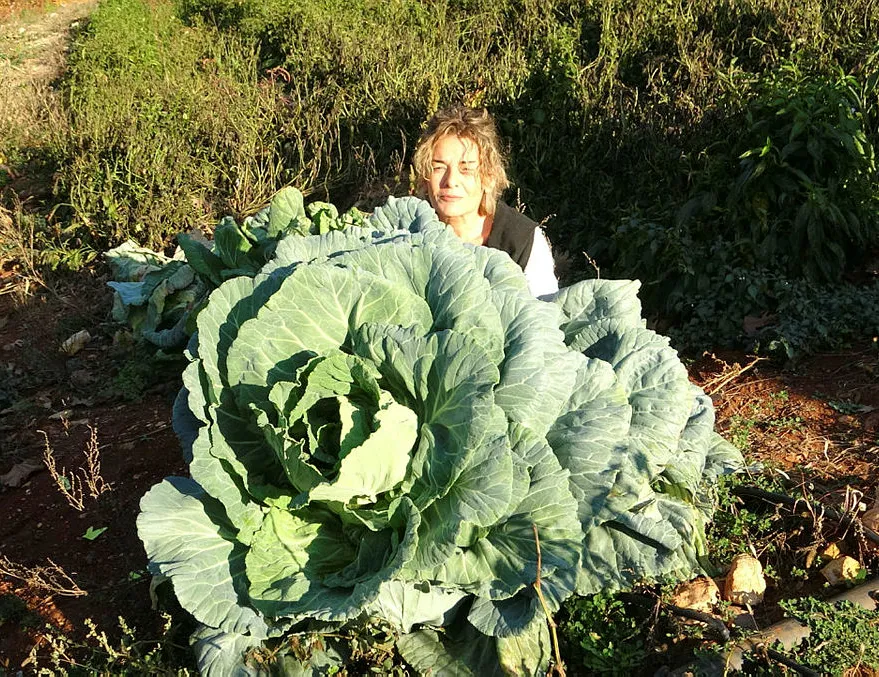 Mersin, dev lahanaları yersin! Herkes şaşkın...