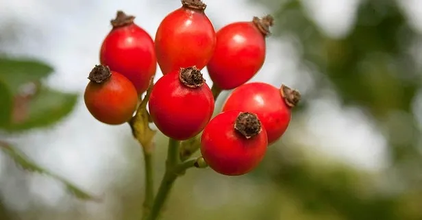 Kolesterole kuşburnu