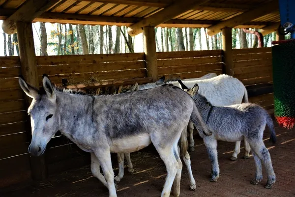 emekliligin-tadini-cikartan-esekler-yillarca-mardin-sokaklarinda-cop-topladilar-1640938353879.jpg Emekliliğin tadını çıkartan eşekler! Yıllarca Mardin sokaklarında çöp topladılar-3