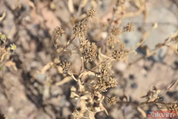Nadasa bırakacaktı pelemir ekti jet yakıtı üretilecek - 7