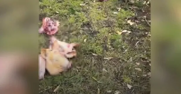 Sydney’de Müslüman mezarlığına nefret saldırısı: Domuz kafaları bırakıldı