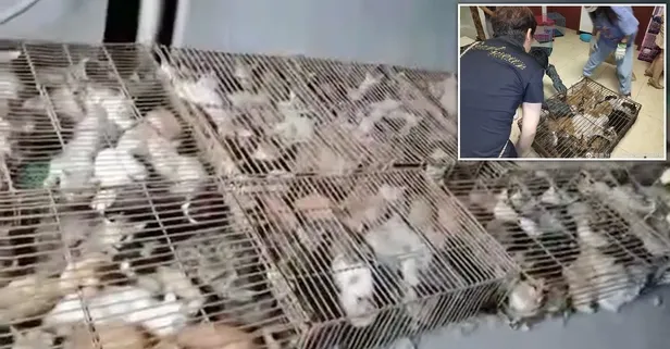 Çin akıllanmak bilmiyor! Yemek için tutulan 700 kedi kurtarıldı
