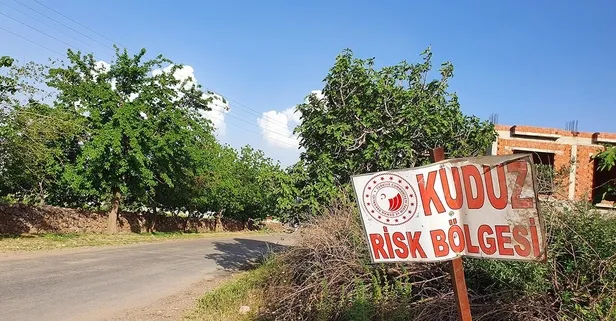 Artvin’de kuduz karantinası