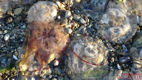 Çanakkale Boğazı'nda zehirli denizanası tehlikesi! Uzmanlar uyardı: Tatlı su kullanmayın amonyak ya da sirke ile yıkayın - 13