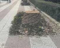 Şimdi de İzmir’de ağaç katliamı