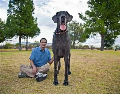 Dünyanın En Uzun Köpeği