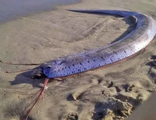 ABD'de sahile vuran canlıyı görenler gözlerine inanamadı