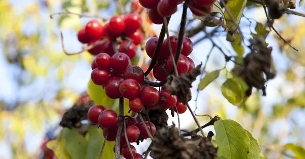 Gilaburu kullanımı nasıldır? Gilaburu faydaları nelerdir?-4