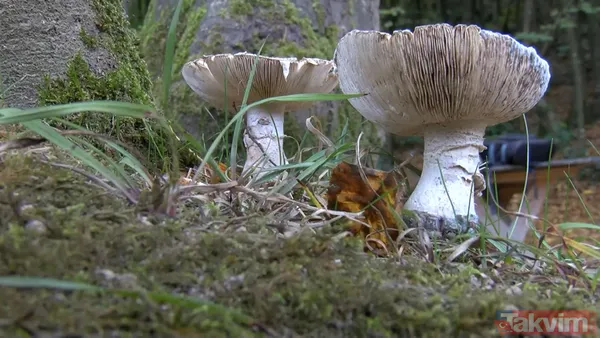 50 gramı bile insanı öldürebiliyor! 29 binden fazla mantar türü yenmiyor: İnsanları öldüren mantarların yüzde 95'i köygöçüren mantarı - 2