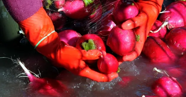 Küçük ama güçlü: Turpun 5 büyük faydası