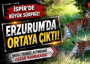 Erzurum İspir’de vaşak görüntülendi