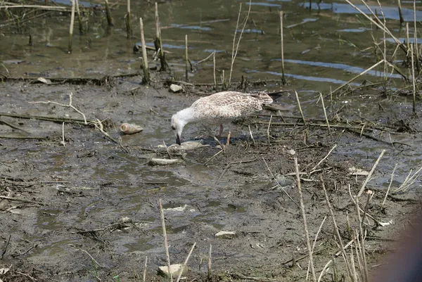 istanbul-il-tarim-ve-orman-mudurlugu-alibeykoy-barajinda-kiyiya-vuran-baliklardan-ve-sudan-numune-aldi-1627235246607.jpg İstanbul İl Tarım ve Orman Müdürlüğü, Alibeyköy Barajı'nda kıyıya vuran balıklardan ve sudan numune aldı-6