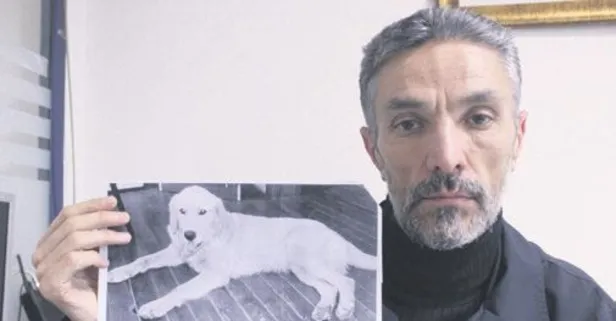 Bursa’da çalınan köpeğini Amerika'da buldu