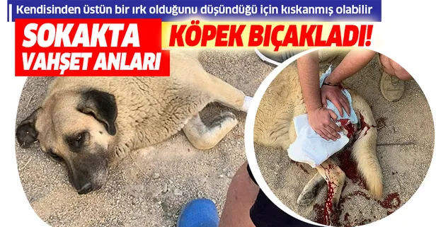 Kuşadası’nda sokak köpeğini bıçakladı!
