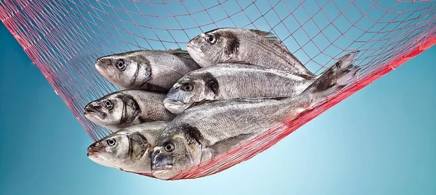 Türk balığı 37 ülkeye "uçarak" girdi