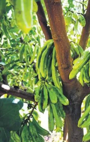 Keçiboynuzu kazandırıyor