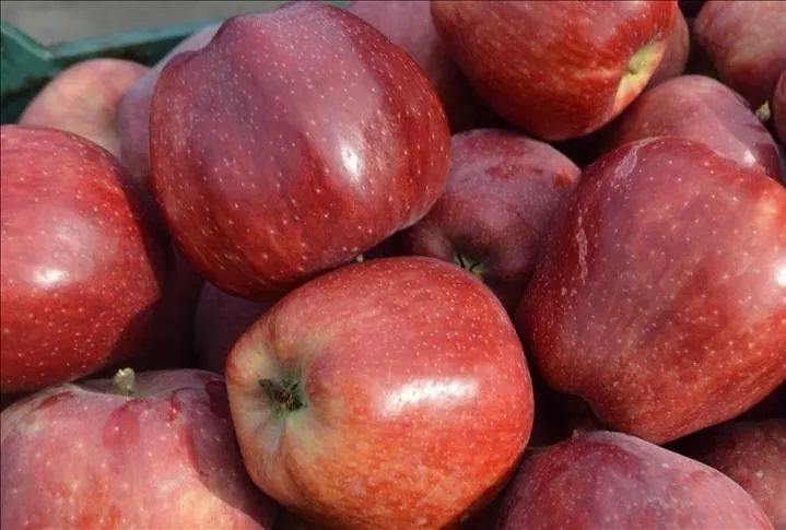 Kabızlığa günde bir elma