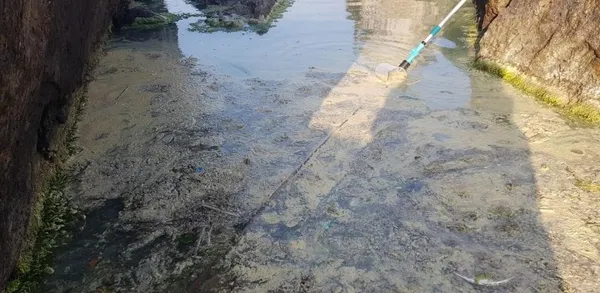 karadenizde-musilaj-panigi-inceleme-baslatildi-renk-degisiminin-polen-kaynakli-oldugu-tespit-edildi-1654860305363.jpg Karadeniz'de müsilaj paniği! İnceleme başlatıldı renk değişiminin polen kaynaklı olduğu tespit edildi-6