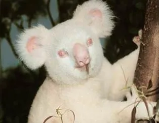 Albino hayvanlar