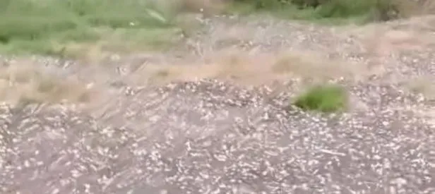 Edirne’de dolu yağışı etkili oldu