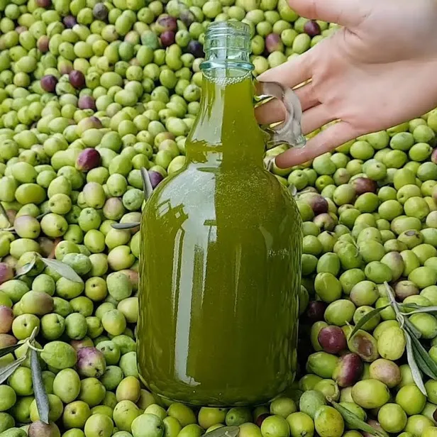 hakiki-zeytinyagi-hangisi-gercegini-bu-yontemle-bir-bakista-anlayacaksiniz-marketten-bakkaldan-sakin-bu-rengin-1697531833587.jpg