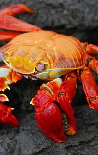 Rüyada yengeç görmek ne anlama gelir?