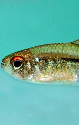 Rüyada balık görmek ne anlama gelir?