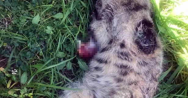 Manisa’da bacakları kesilerek öldürülen kedi sayısı 7 oldu