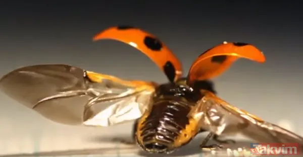 Saito Ve Ekibi, Uğur Böceğinin Kanat Yapısıyla İlgili Daha Fazla Bilgi Sahibi Olmak İçin Böceğin Benekli Kabuğunın Altında Yer Alan 'Elytra' Adlı Alt Kanatları...