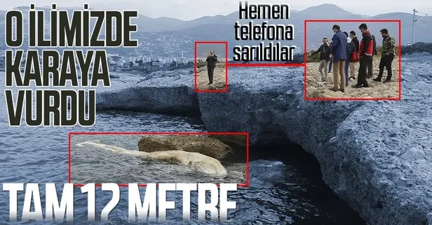 Kıyıya vurdu! Tam 12 metre