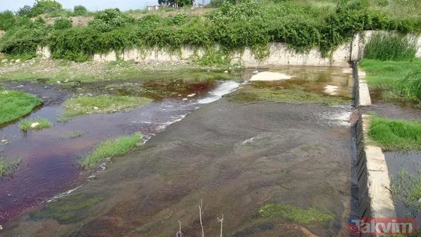 Kocaeli Gölcük ve Karamürsel'de kurban kanları derelere aktı! Suyun rengi kırmızıya döndü - 15
