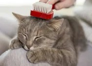 Ev kedileri nasıl beslenir? Evde kedi bakmak zor mu? KEDİ BAKIMI NASIL YAPILIR?