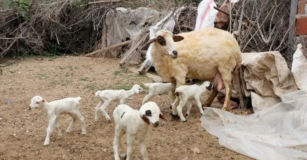 Görenler şaşırdı kaldı! Koyun tek batında 7 kuzu doğurdu