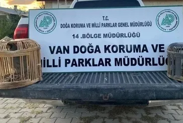 Keklik cezası