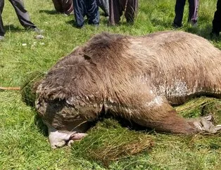 Silahla vurulduktan sonra göle düşen ayı öldü