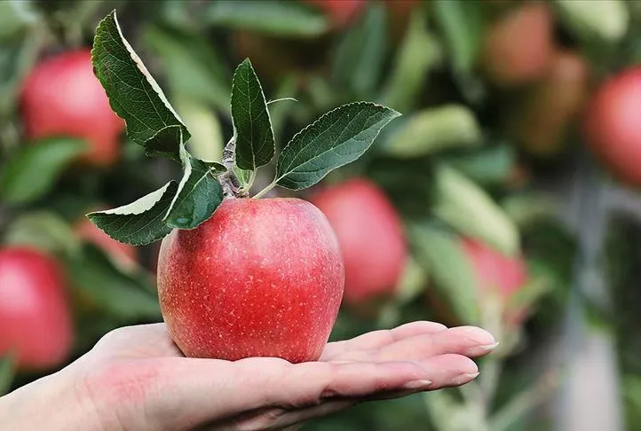 Alzheimer’a bir ELMA