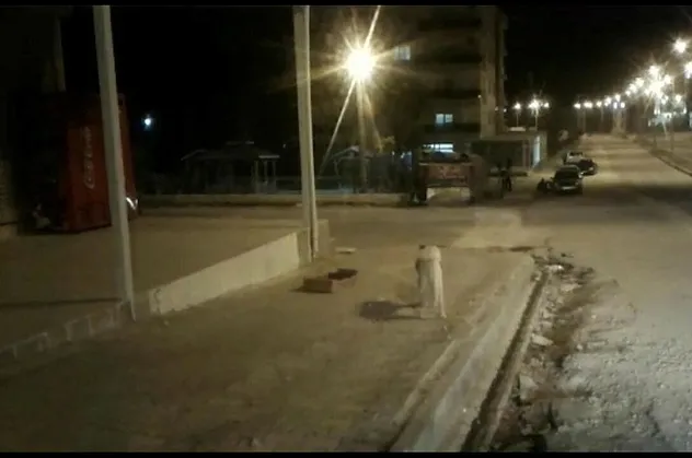 Mardin'de şoke eden saldırı! Köpekler 3 çocuğu yaraladı