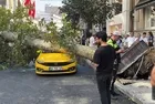 Harbiye’de ağaç devrildi: 2 araç ezildi yol kapandı