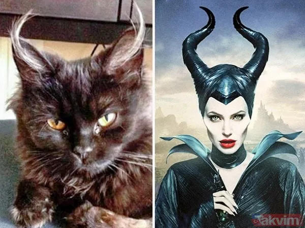 Kediler ve film karakterleri arasındaki benzerlik - 6