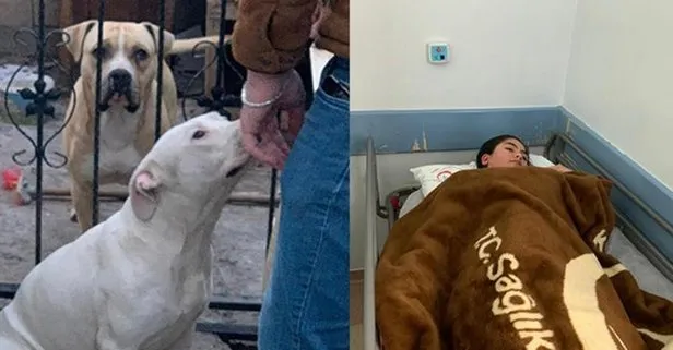 Adıyaman’da Pitbull dehşeti! Bir anda fırladı...