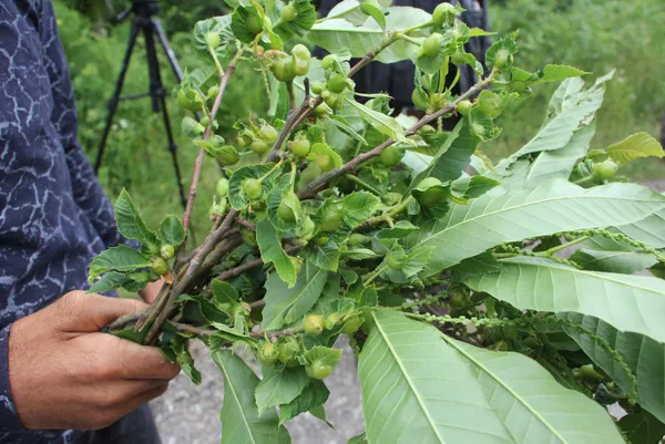 kestane-agaclarini-tamamen-kurutan-katil-ari-olarak-bilinen-gal-arisi-kastamonuda-goruldu-1623653400517.jpg Kestane ağaçlarını tamamen kurutan 'katil arı' olarak bilinen gal arısı Kastamonu'da görüldü-4