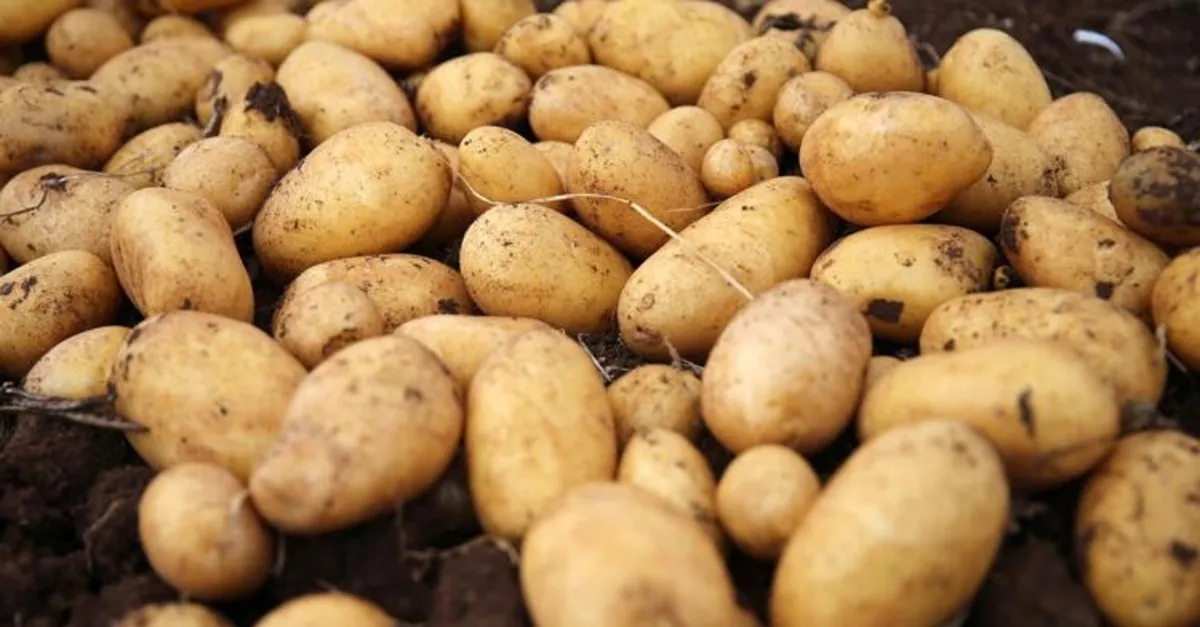 Rüyada patates görmek ne anlama gelir? Rüyada patates görmek neye işarettir? Rüyada patates haşlamasının anlamı, yorumu