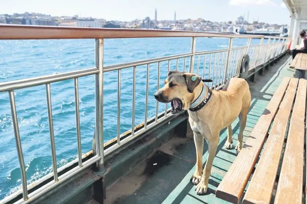 Aleyna Ağgül’ü intihara sürüklediği gerekçesiyle tekrar gözaltına alınan Gökhan Argın, tutuklandı (Yaşam haberleri)-9
